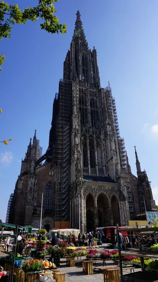 Blick auf das Ulmer Münster mit Marktbeschick und blühenden Pflanzen im Vordergrund, unter blauem Himmel.
