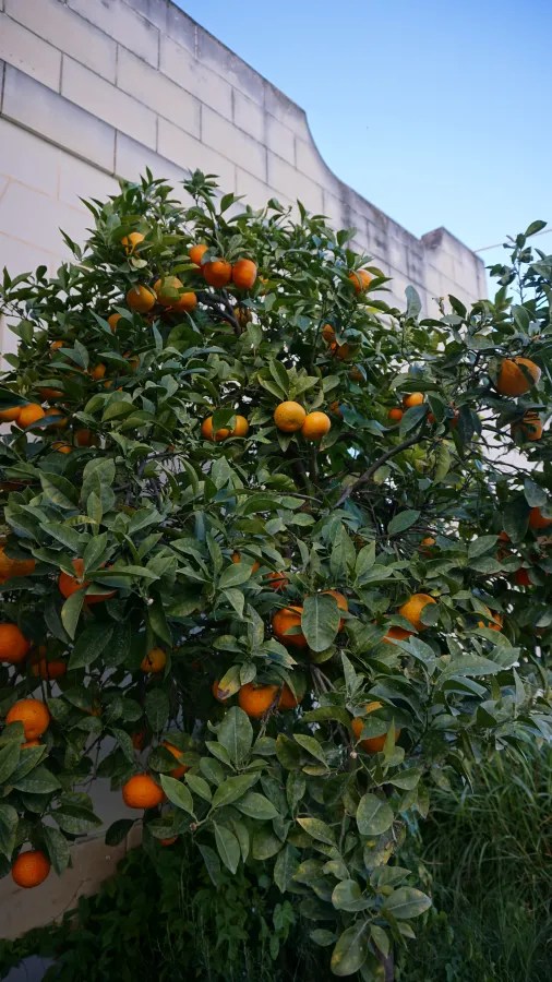 Ein Orangenbaum mit reifen Früchten in Malta, vor einer hellen Mauer.