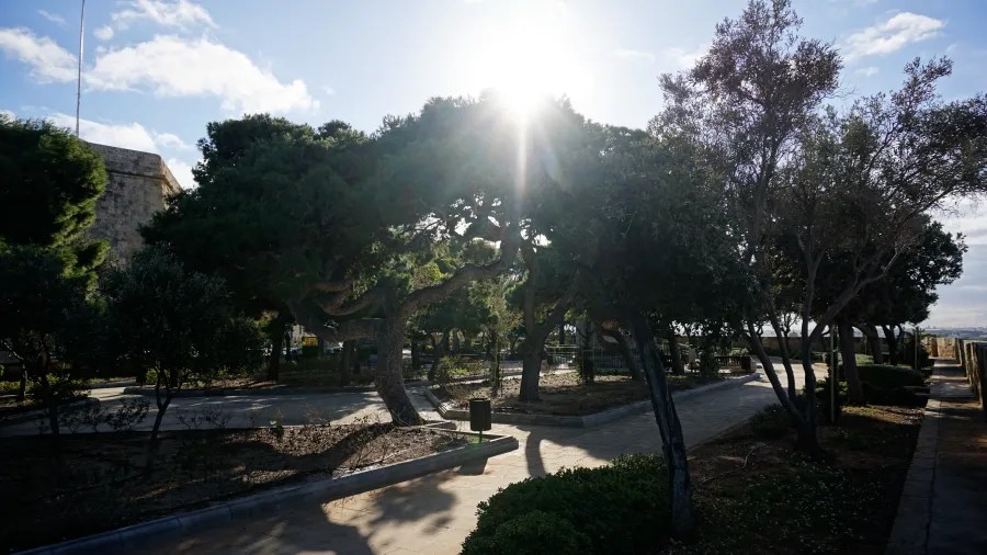 Sonniger Park mit großen Bäumen und einem gepflasterten Weg, auf dem das Licht durch die Blätter scheint.