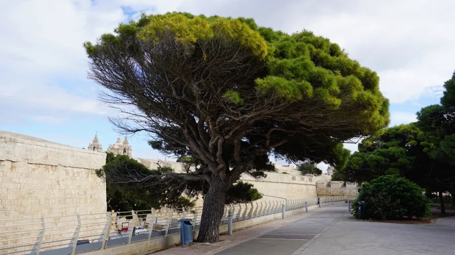 Ein großer Baum mit einer breiten, gewölbten Krone steht an einer Promenade, neben einer Mauer im Hintergrund. Die Umgebung ist grün und es ist bewölkt.