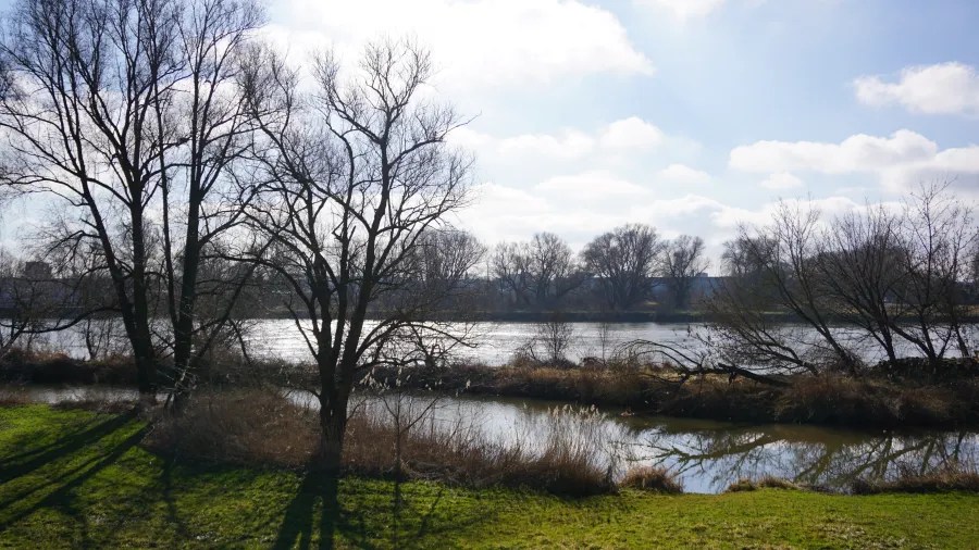 Flussansicht mit Bäumen im Vordergrund und bewölktem Himmel über der Donau, die sanft fließt.