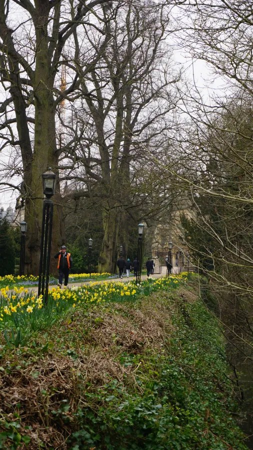 Eine malerische Szene in einem Park, mit blühenden Narzissen entlang des Weges, umgeben von hohen, kahlen Bäumen. Menschen gehen auf dem Weg und genießen die ruhige Atmosphäre.