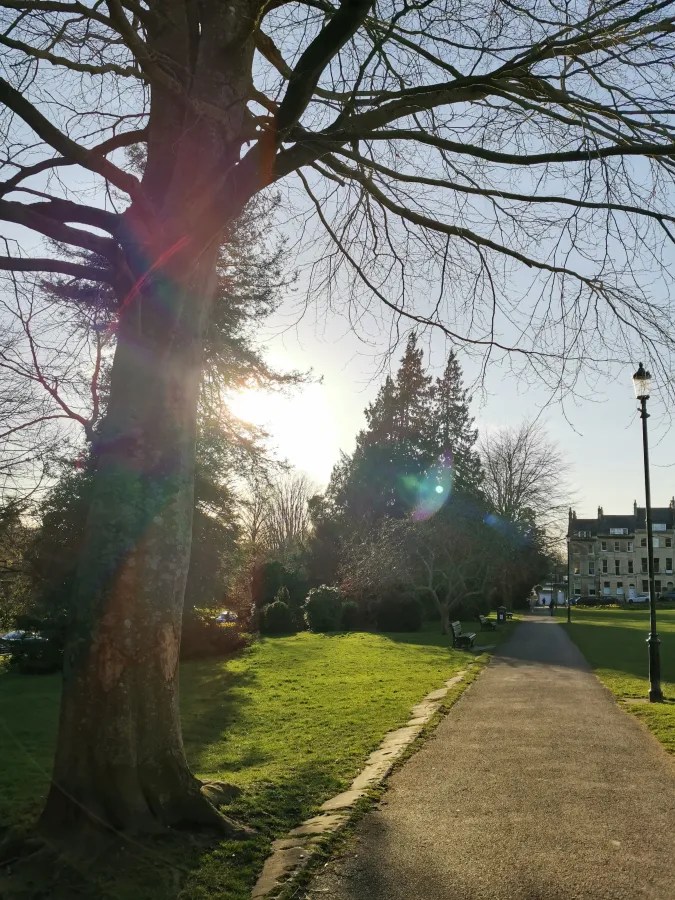 Ein sonniger Parkweg mit einem großen Baum im Vordergrund und Gebäuden im Hintergrund. Die Sonne scheint durch die Äste und erzeugt ein warmes Licht.