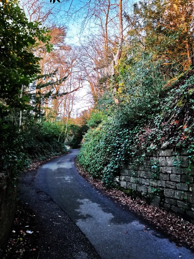 Kurve eines schmalen Weges, umgeben von Bäumen und dichtem Grün, bei klaren Himmel.