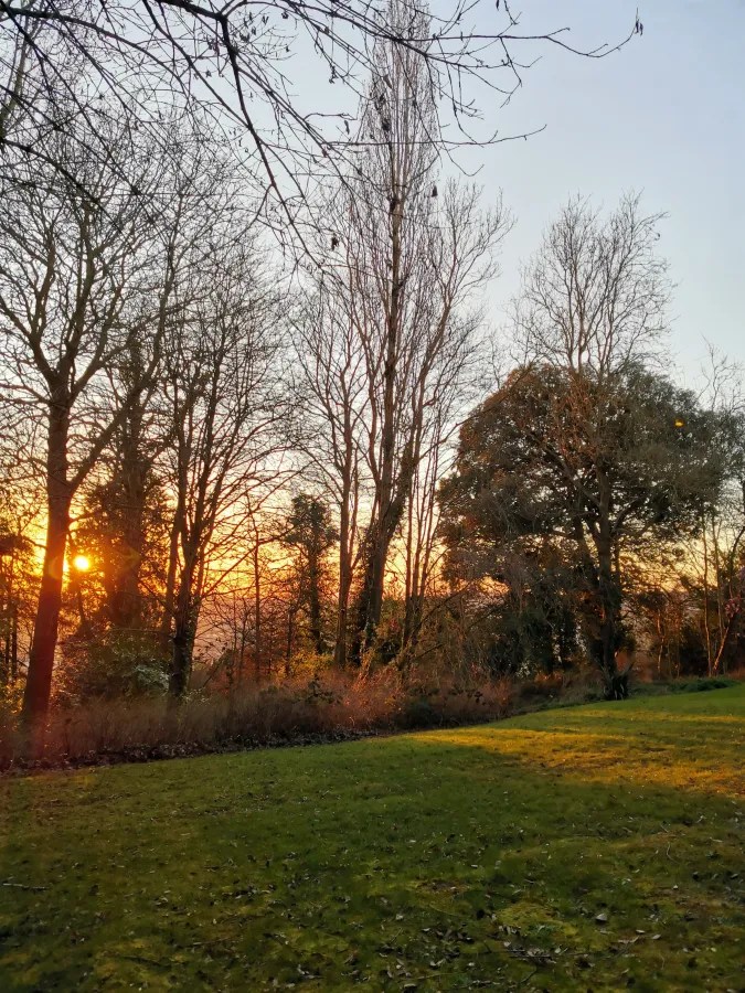 Sonnenuntergang hinter silhouettenartiger Baumlandschaft mit grüner Wiese im Vordergrund.