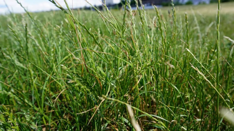 Nahaufnahme von hohem Gras auf einer Wiese, das sanft im Wind weht.