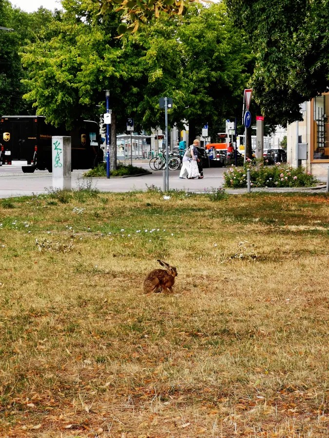 Ein Feldhase sitzt auf einem trockenen, braunen Grasboden im Vordergrund, während im Hintergrund Menschen und Fahrräder auf einer belebten Straße zu sehen sind.