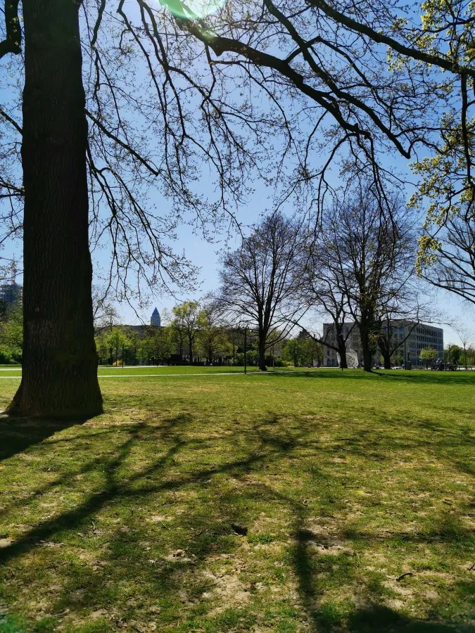 Sicht auf einen Park mit buntem Gras, Bäumen im Vordergrund und einem blauen Himmel.