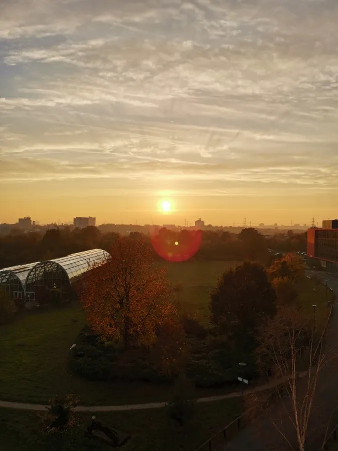 Sonnenaufgang über einer Stadtlandschaft mit buntem Herbstbaum und Gewächshaus im Vordergrund.