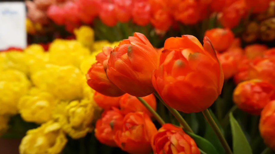 Nahaufnahme von orangefarbenen Tulpen vor einem Hintergrund aus gelben und pinken Tulpen.