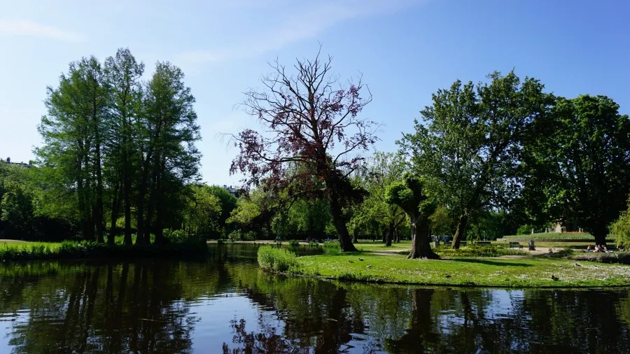 Ein ruhiger Park mit einem Teich, umgeben von grasbewachsenen Flächen und verschiedenen Bäumen, darunter ein trockener Baum mit wenigen Blättern und mehrere grüne Bäume unter strahlend blauem Himmel.