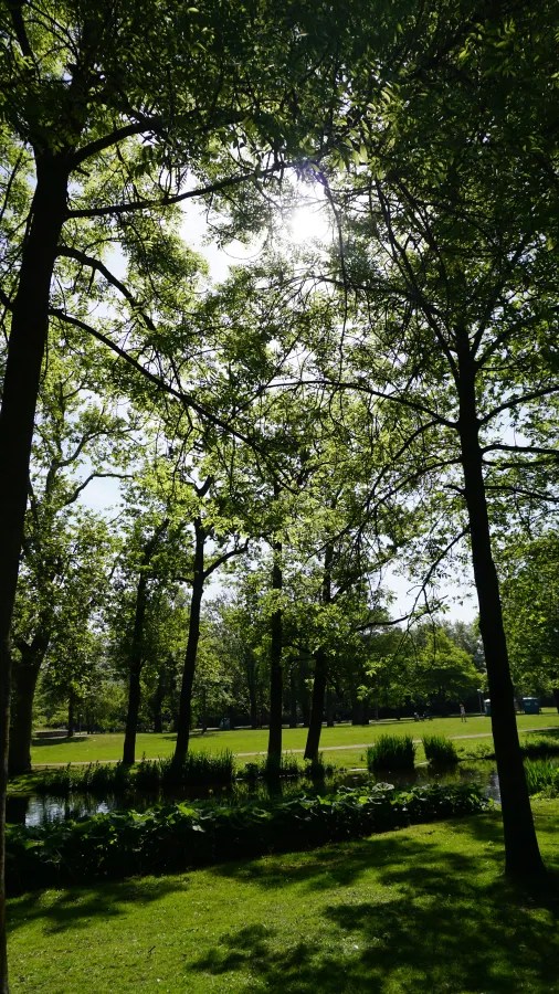 Ein sonniger Park mit vielen grünen Bäumen und einem ruhigen Teich im Vordergrund.