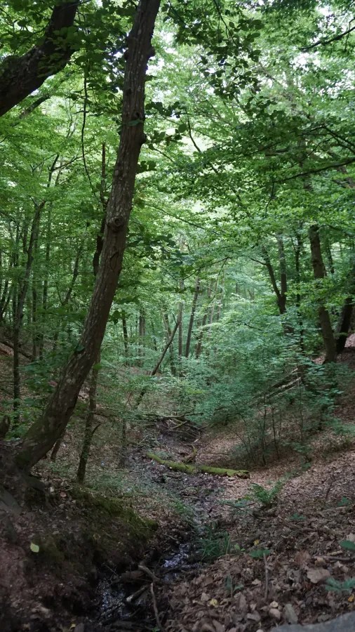 Ein üppiger Wald mit hohen, grünen Bäumen und einem kleinen, sanft fließenden Bach im Vordergrund.