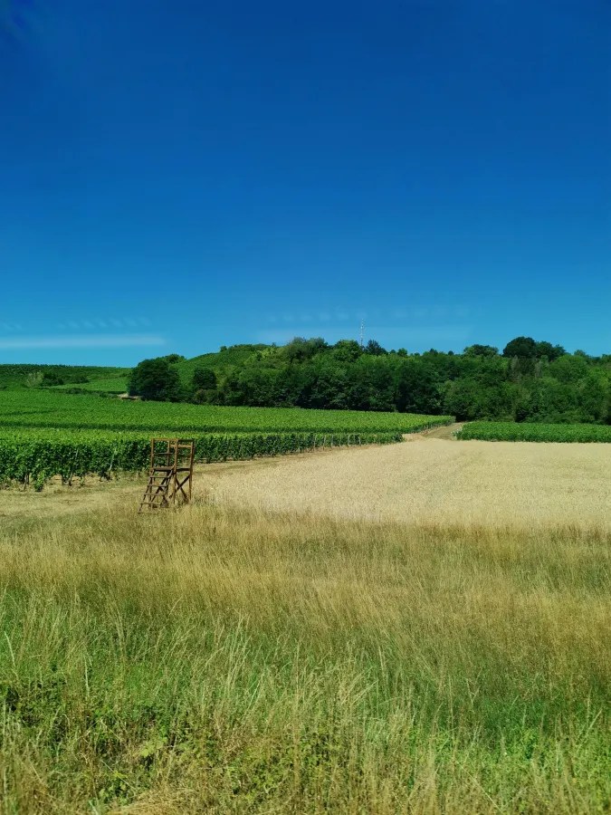 Weite Landschaft mit Weinbergen und grünem Wald unter klarem blauen Himmel.