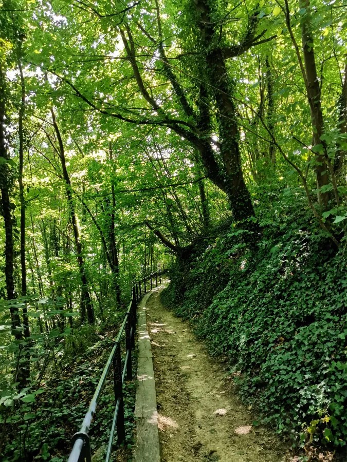 Ein schmaler Pfad, umgeben von üppigem, grünem Wald, führt durch die Natur. Bäume und Sträucher bilden eine dichte Baumdecke und der Weg ist an der Seite mit einem Geländer gesichert.