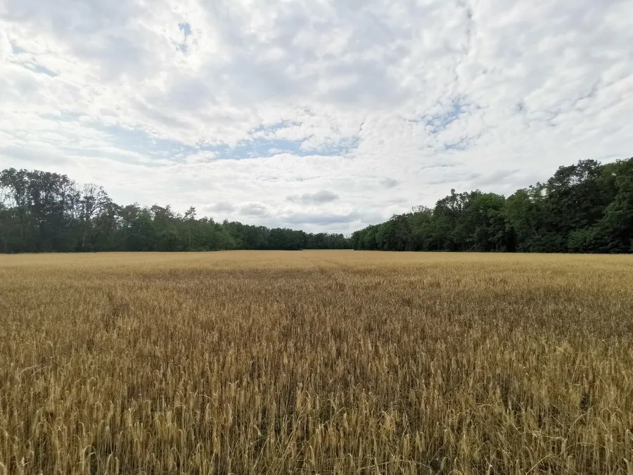Ein weites, goldenes Feld mit reifem Getreide unter einem bewölkten Himmel, umgeben von einem Waldrand.