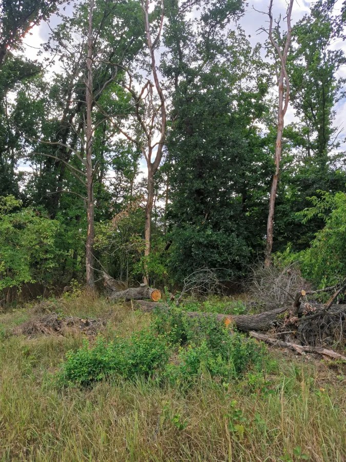 Ein lichtes Waldstück mit mehreren gefällten Baumstämmen auf dem Boden und grünen Sträuchern im Vordergrund.