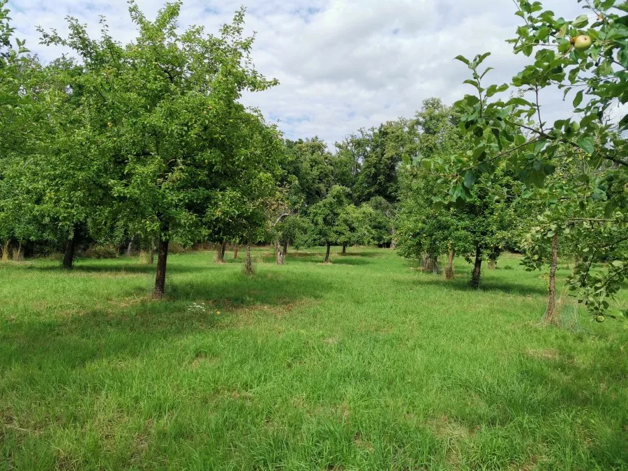 Ein weitläufiger Obstgarten mit mehreren Apfelbäumen in einem grünen Grasfeld unter einem bewölkten Himmel.