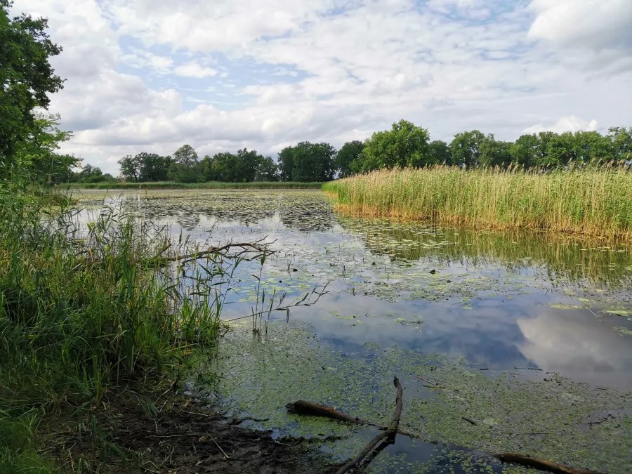 Eine ruhige Wasseroberfläche mit Algen und Schilf, umgeben von Bäumen unter einem bewölkten Himmel.