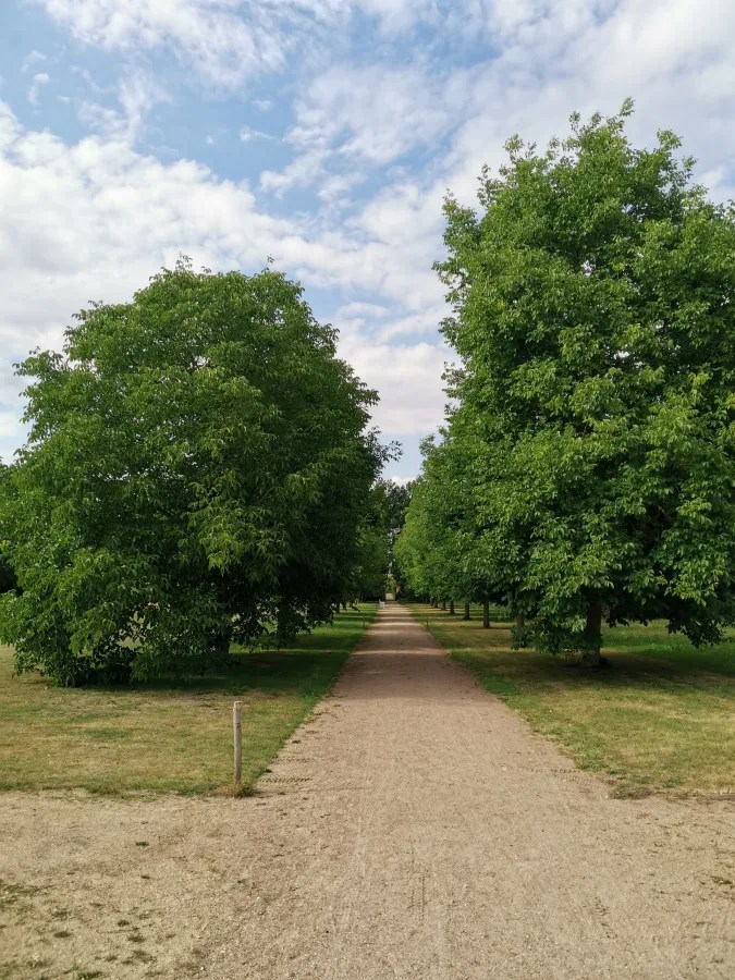 Ein schmaler Weg zwischen hohen, grünen Bäumen unter einem bewölkten Himmel.