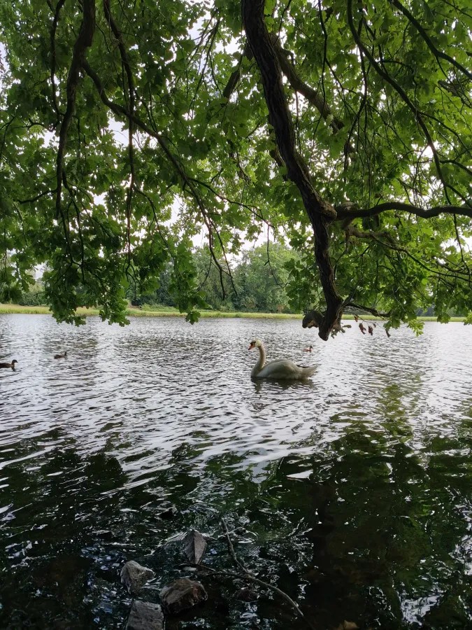 Ein Schwan schwimmt ruhig im Wasser eines Teiches, umgeben von Bäumen und Blättern.