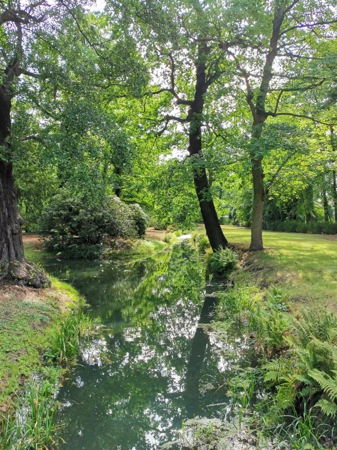 Ein ruhiger Teich umgeben von üppigem Grün und Bäumen, mit reflektierenden Wasseroberfläche und verzweigten Ästen.