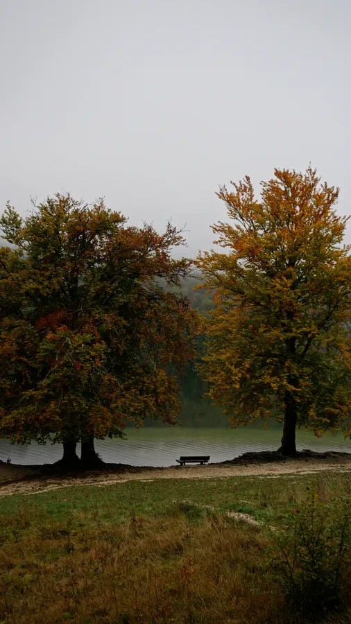 Zwei große Bäume mit buntem Herbstlaub stehen am Ufer eines ruhigen Sees, während eine Bank auf dem Wanderweg davor platziert ist.