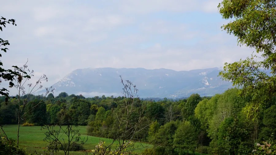 Blick auf eine bewaldete Landschaft mit Bergen im Hintergrund und einem klaren Himmel.