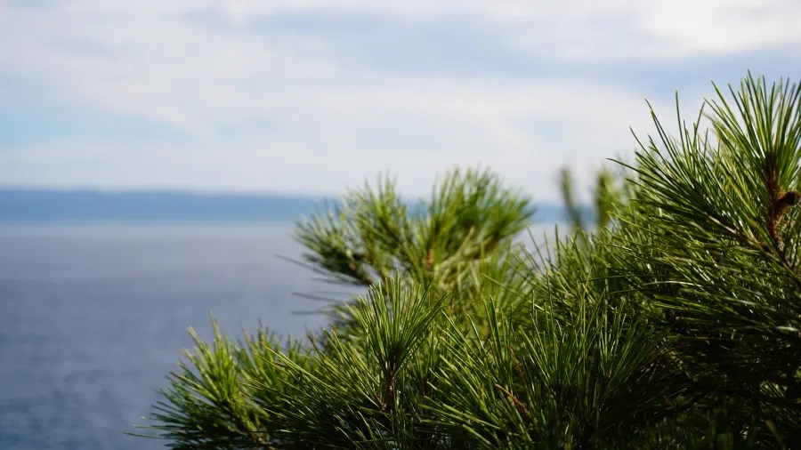 Close-up of pine branches with a blurred view of a lake and sky