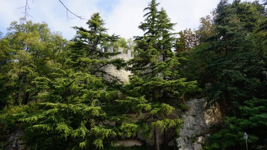 Crenellated stone castle wall partially obscured by tall evergreen trees in a lush forest