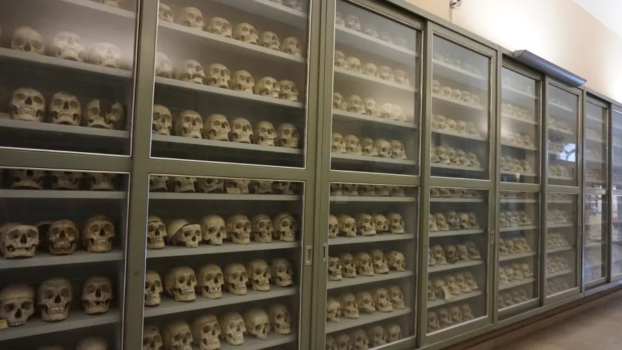 Numerous human skulls displayed on multiple rows of shelves inside glass-fronted museum cabinets.