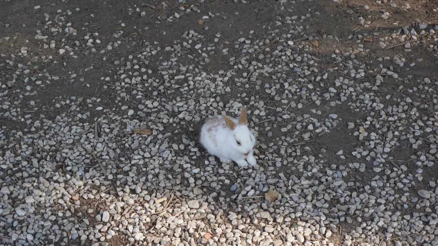 A small white rabbit with brown markings sitting on a gravel-covered ground.