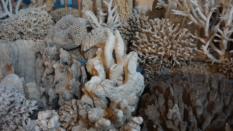 Diverse collection of bleached coral skeletons including branching and brain coral varieties