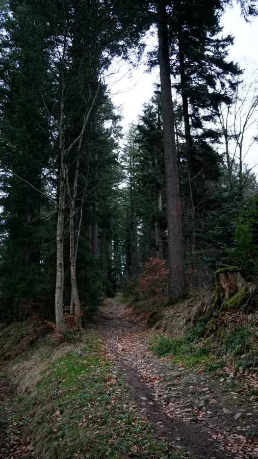 A narrow dirt path winding through a dense forest of tall evergreen trees.