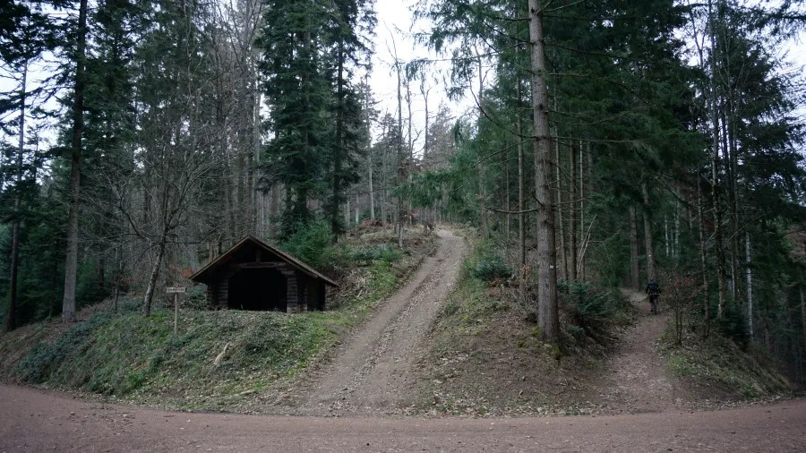 Fork in a forest trail with a small wooden shelter and three diverging dirt paths.