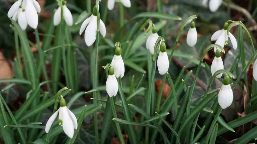 A cluster of white snowdrop flowers blooming among long green leaves