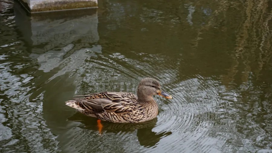 A female mallard duck swimming on a pond, creating circular ripples in the water