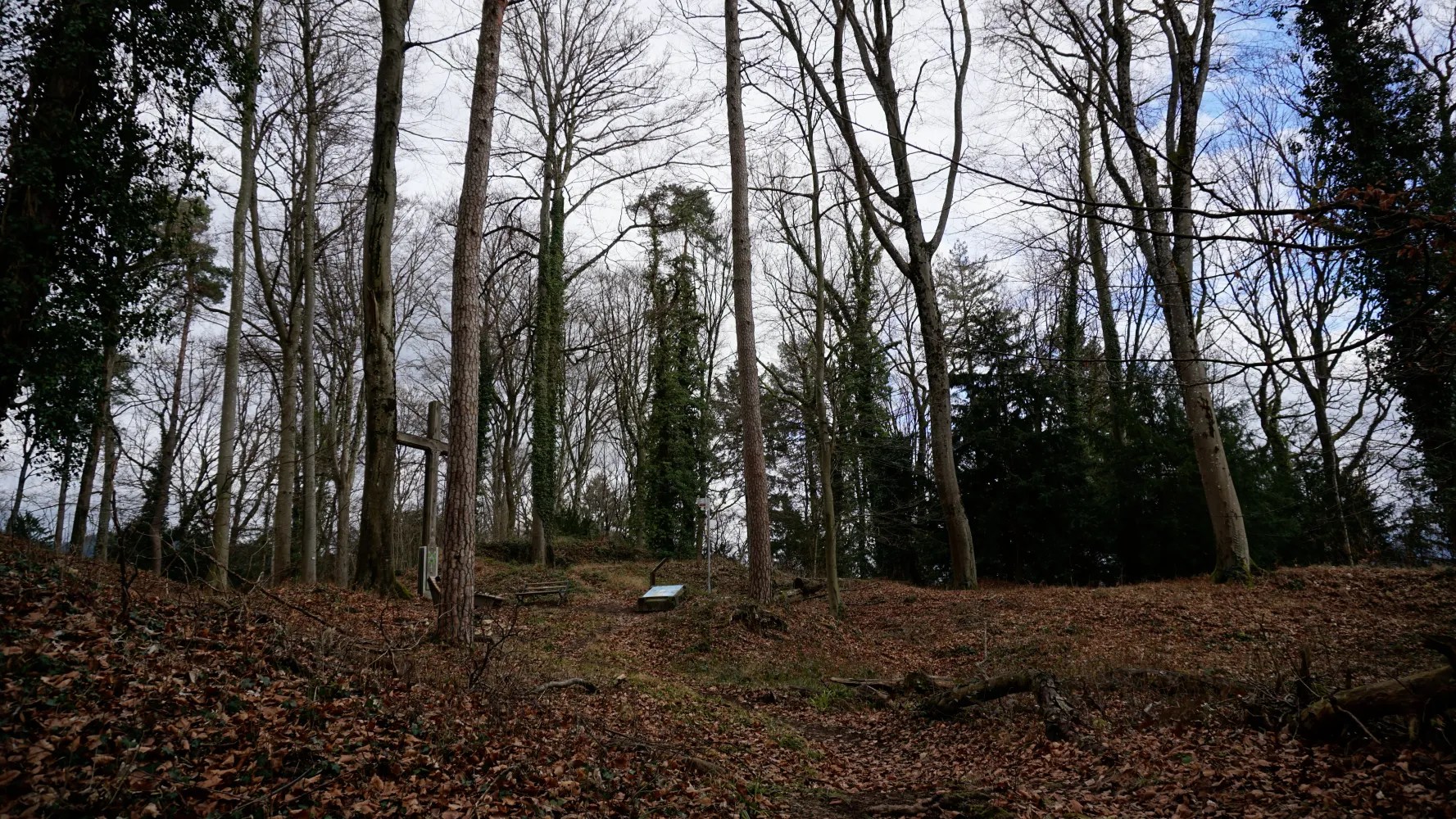 A woodland clearing with tall bare trees, fallen leaves, and a large wooden cross.