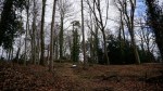 A woodland clearing with tall bare trees, fallen leaves, and a large wooden cross.