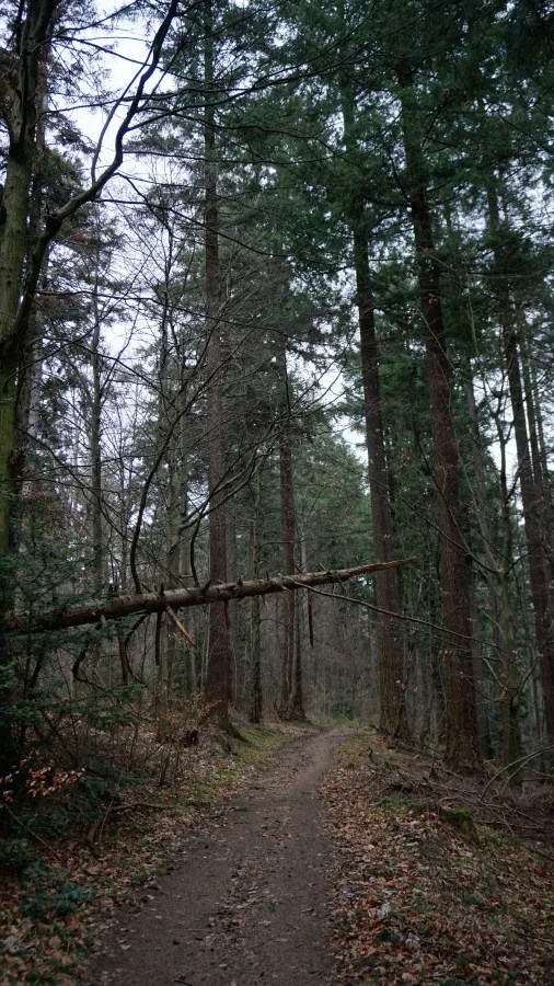 Forest path winding through tall trees with a fallen trunk hanging overhead.
