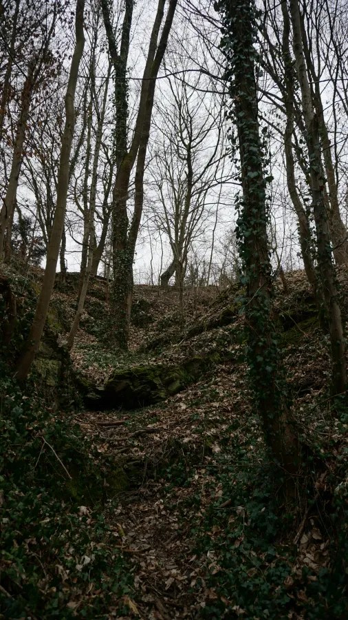 Wooded slope with bare deciduous trees and ivy-covered trunks under a gray sky.