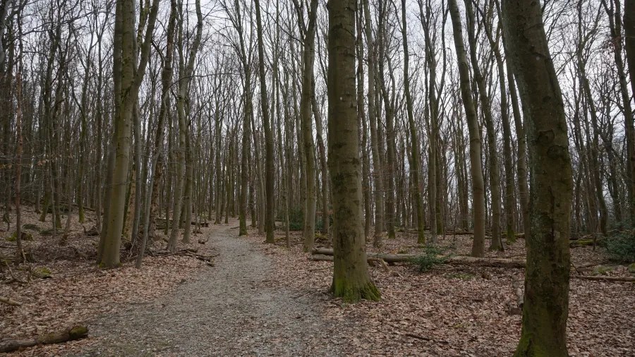 20230319_Deutschland_Hessen_3-Burgen-Weg (15) A dirt path winding through a dense forest of tall, leafless trees