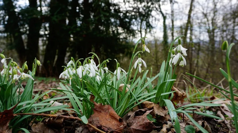 20230319_Deutschland_Hessen_3-Burgen-Weg (2) White snowdrop flowers blooming among fallen brown leaves in a wooded area