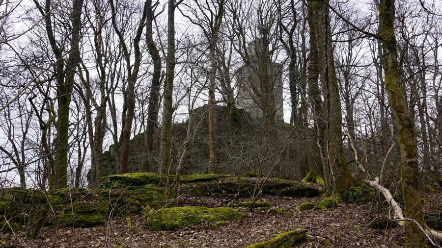 20230319_Deutschland_Hessen_3-Burgen-Weg (30) An ancient stone tower seen through a dense thicket of bare winter trees and mossy rocks.
