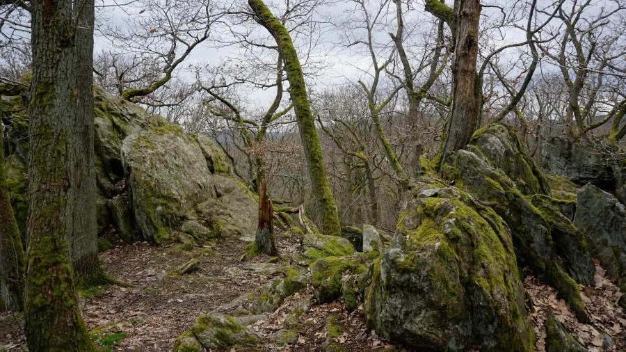 20230319_Deutschland_Hessen_3-Burgen-Weg (35) Moss-covered rocks and bare trees in a rocky woodland setting under an overcast sky.