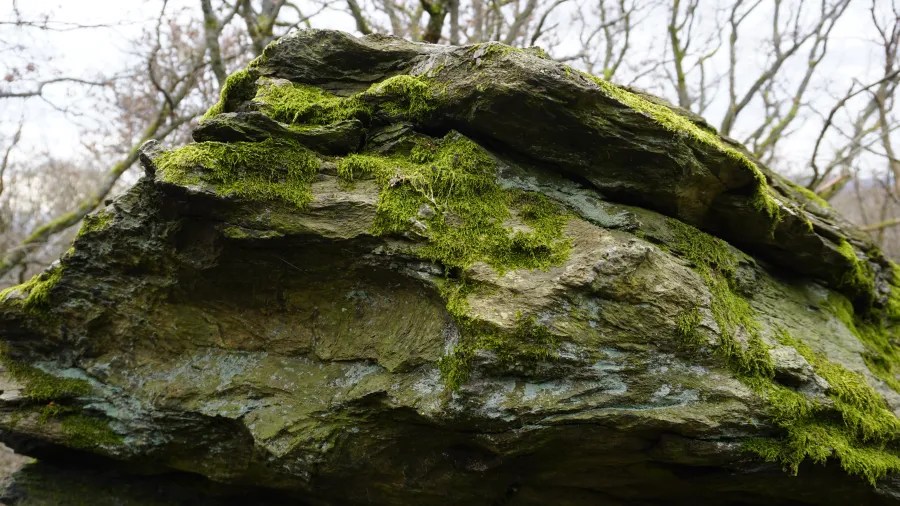 20230319_Deutschland_Hessen_3-Burgen-Weg (36) Large weathered rock with vibrant green moss growing on its jagged surface in a forest.