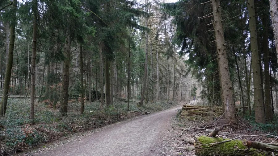 20230319_Deutschland_Hessen_3-Burgen-Weg (41) A dirt path curves through a dense pine forest with stacked logs on the side.