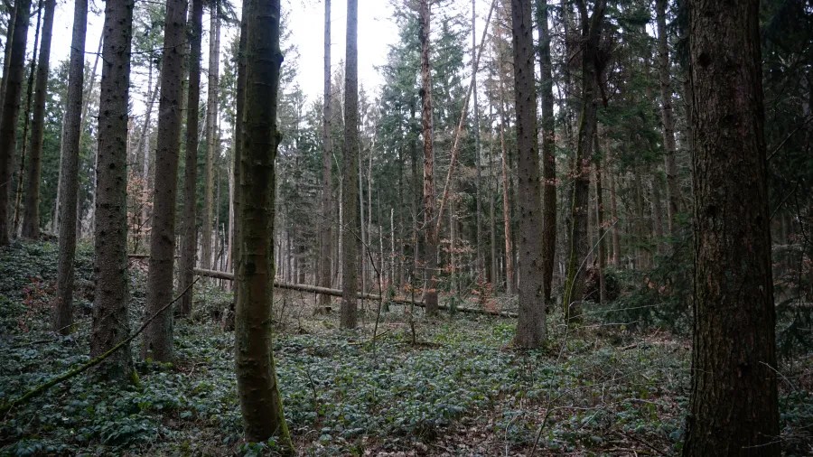 20230319_Deutschland_Hessen_3-Burgen-Weg (42) Tall coniferous trees in a dense forest with green groundcover and fallen logs