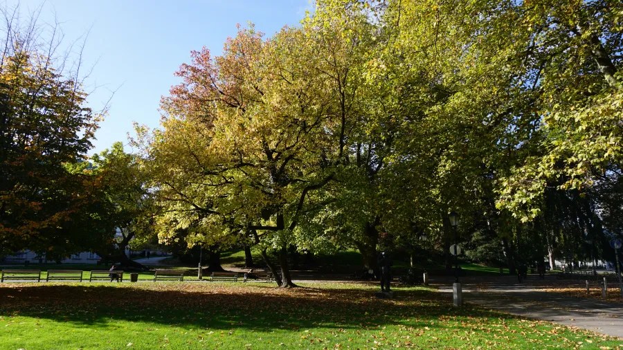 Sunlit park with large trees displaying yellow autumn foliage over a green lawn with benches