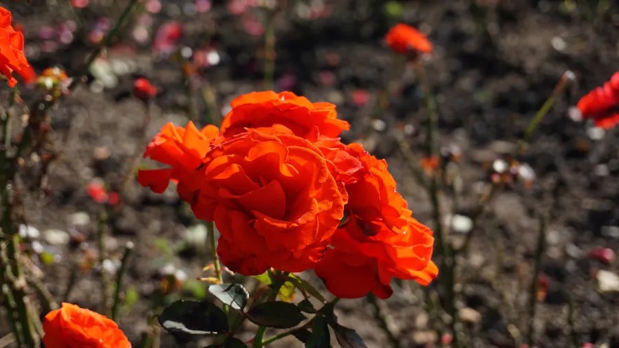 Cluster of vibrant orange roses in full bloom in a sunny garden